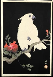 Cockatoo and Pomegranate